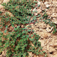 吴后义祖传秘方 欲献国家求发扬光大