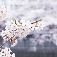 没想到学猫叫竟然上了中国好声音,四位导师全