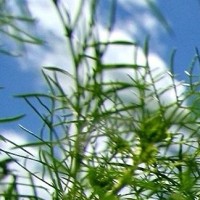 QQ飞车手游: 按部就班是啥?