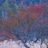 我的世界MC动画:菜鸟君疯狂吃食物,最后居然
