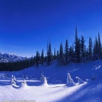 咏是何许人也?为什么会有那么多大明星主动转