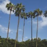 游戏:蚂蚁模拟器,地下蚁国被我毁掉了,鲤鱼解说