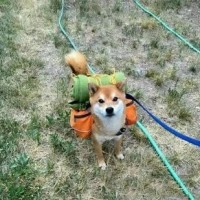 一孕傻三年,真正的原因只有一个:睡不好!