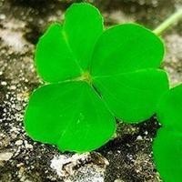 魔道祖师:世界上最好的师姐江厌离,师姐值得更