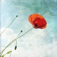 二人转小矮子跟长腿美女搭档开场,笑了