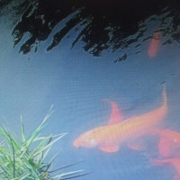 古力娜扎参加姐姐婚礼,跳新疆舞,古力娜扎身材