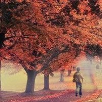 《玩具益趣园》奥特曼在汉堡店买了什么汉堡套