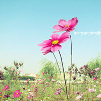 杨幂赵又廷之白夜夫妻燃向打戏合集,网友直呼