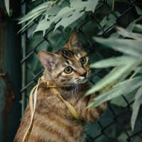 索尼黑卡6非正常开箱