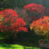 刘涛穿复古红裙手捧玫瑰,微露事业线笑容娇媚