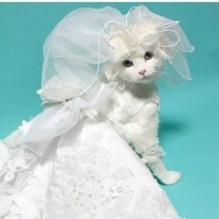 从陆贞传奇到花千骨,再到楚乔传,为何赵丽颖始