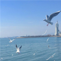 张学友超水平发挥《望月》, 最好听的版本, 没有