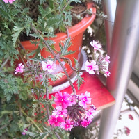 杜冰雁错嫁之后一心想要澄清,可是将军府里太