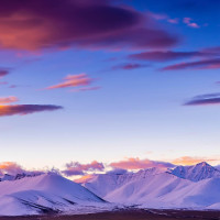 方言搞笑:动物配音,汪星人玩转吃鸡