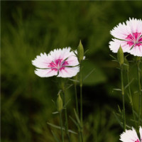 中国象棋十步绝杀,八卦阵,邪门布局,这招水平真