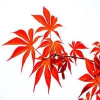 卖了佛冷,周杰伦演唱会网红大妈