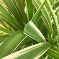 电影《天气预爆》肖央给神仙治病 杜鹃被肖阳