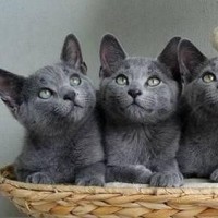 妹妹直播唱歌好听,还幽默 139