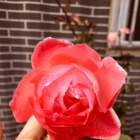 哪吒传奇:女娲和太乙以莲花为身,帮助哪吒重生