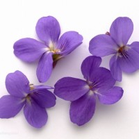 近日孙俪邓超夫妇现身《影》发布会,孙俪打击