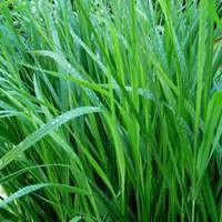 张柏芝带儿子回港,谢霆锋接机一家团聚,谢贤高