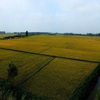 王者荣耀李信集锦张大仙孤影等主播秀操作