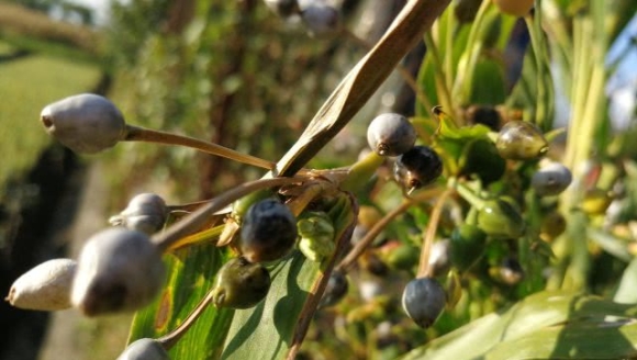 ũ������ֲݣ�Сʱ�����������������ں��ټ��ˣ�70��Ӧ�üǵ�