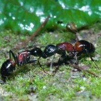 《白蛇传》中的许仙周芷莹原来还是不错的歌