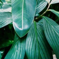 主播真会玩,星耀起步操作,孤影:妖怪拿人头