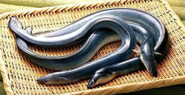 再生的"蓝指海星",不需要有伴侣就能繁衍后代毫无攻击性的"海苹果"