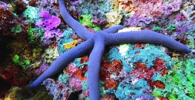 能够自主再生的"蓝指海星",不需要有伴侣就能繁衍后代