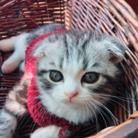 跟着盛老爷一起 学土拨鼠叫啊!