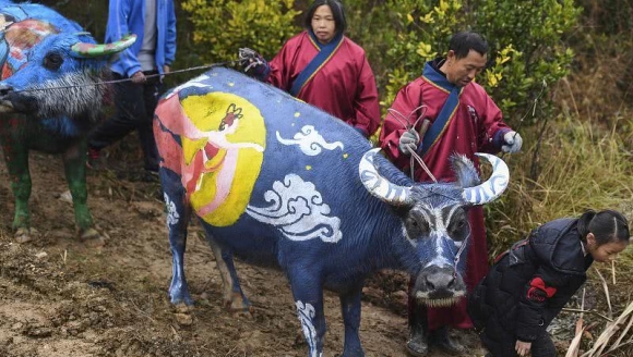 ��ţ��ʻ桱�������������ѣ����ǹ�ţ�ĸ�����