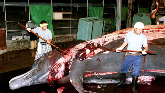 �ձ�����������ҵ���� ���Կ�������ÿ�겶ɱ����ͷ����