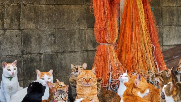 ������ص�����è��������ʲô��������