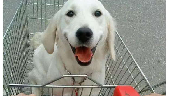 ʲôʱ�򹷹�����ô�����ˣ�����̳�ֱ�����õ��С�ͣ��λ����