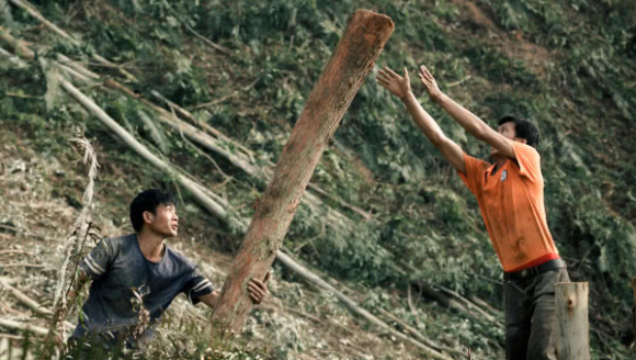 砍桉人是一项高危职业，一不小心就会被砍倒的树砸死