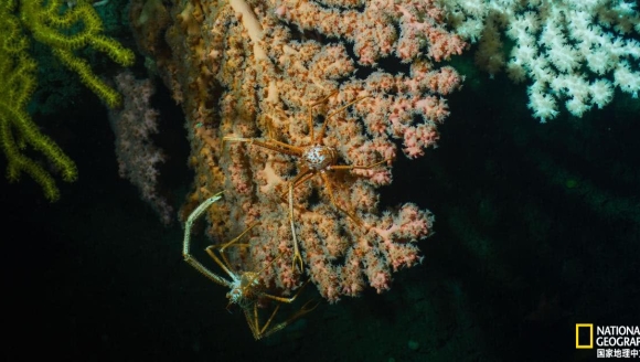 独家放送:深海峡谷里的动物乐园或将不在