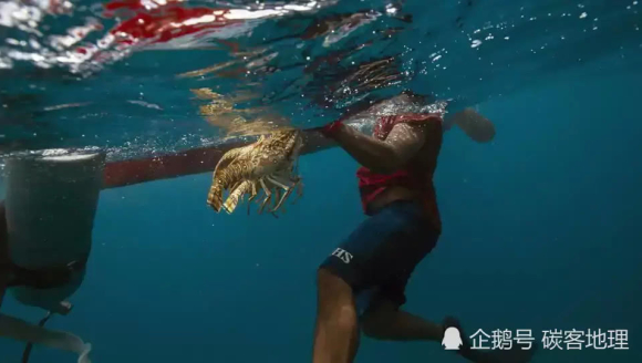 龙虾是美味，但这里的人每斤只赚20元许多人得潜水病瘫痪