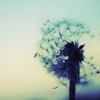 古风:不如菩提树下,割肉喂鹰,不如剃度出家,斩断