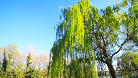 《金陵酒肆留别》李白 生动自然，洒脱超逸，脱口而出，纯任直观