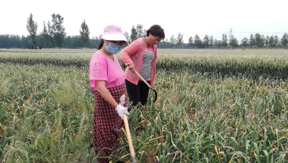 2018年，这些菜农很窝心，一毛钱一斤无人要，有些宁愿烂地里