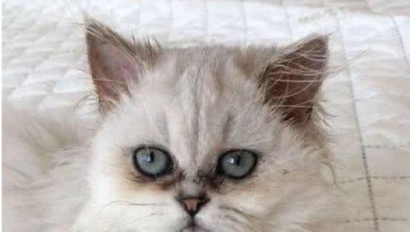 Ů����һֻ���������Ѱ���󿴵�ɵ���ˣ��⻹��è��