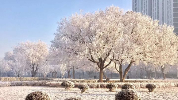 葫芦岛老区也添美丽树挂,公园奇观