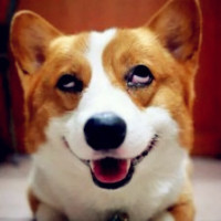 金毛生病了,男主人带金毛去打针,金毛那声音真