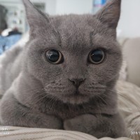 激战狂潮 warsong 国服新英雄:音爆 上手 教学视