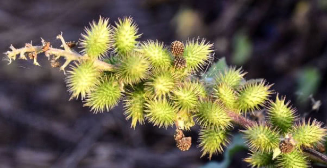 农村很常见,药用价值很高,且有补血通乳的效果这种随处可见的"刺草"