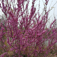 当98K的枪声遇上节奏超强的音乐