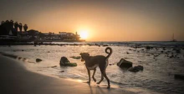 阿凡达吸金术:5亿美元成本中1.5亿用于营销