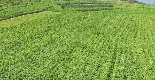 从局部麻醉剂到可口可乐神秘配方,可卡因是如何从药物变成毒品的?